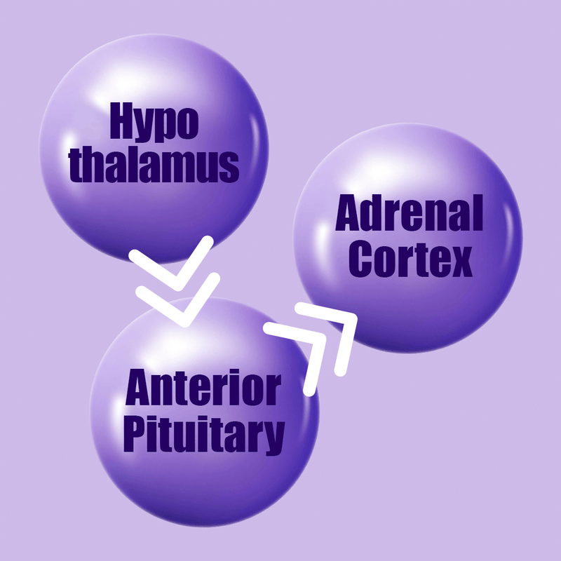 The HPA Axis Explained: Stress, Energy, and Hormonal Signaling