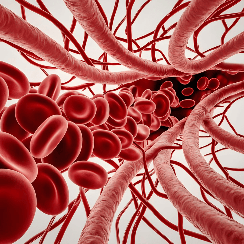 Vascular Function and Why Blood Flow Matters More Than You Think