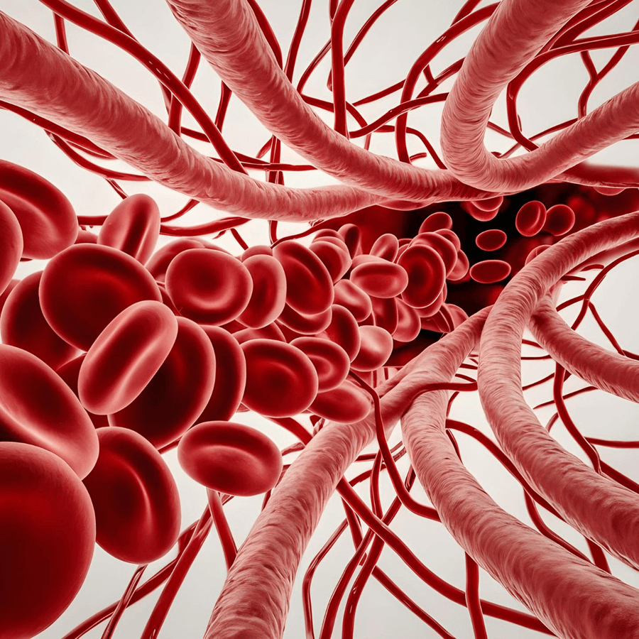 Vascular Function and Why Blood Flow Matters More Than You Think