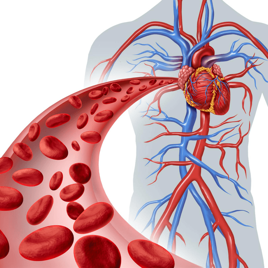 From Metabolic Debt to Vascular Wealth: Restoring Your Internal Delivery Service